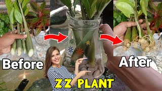 Zz Plant amp Water Propagation of Cuttings  Zamioculcas Zamiifolia [upl. by Ennire]