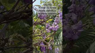 Glicínia A Flor Azul Perfeita para Abelhas 🌸🐝 plantas abelhas abelhastropeiras [upl. by Eihtak41]