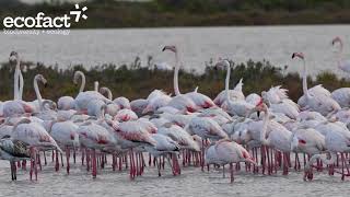 Greater Flamingos at the Ebro Delta Spain October 2024 [upl. by Nujra]