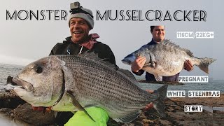 A FISH OF A LIFETIME II MONSTER Musselcracker amp White Steenbras [upl. by Kisor]