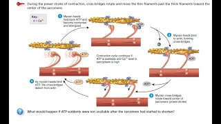 contraction and relaxation of skeletal muscle fibers  Sliding filament mechanism [upl. by Calen]