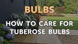 How to Care for Tuberose Bulbs [upl. by Gerry]