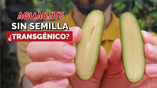 ¿Aguacates MODIFICADOS 🤯 No tienen SEMILLA 2024 🌱🤔 [upl. by Atronna]