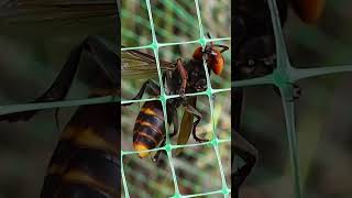 Giant Hornet breaks through bird netting [upl. by Akital]