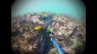 Spearfishing Long Reef in Dee Why Australia [upl. by Ahsyia110]