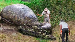 Documental  La Anaconda del Amazonas [upl. by Adirehs283]