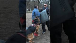 One 🆚️ three attacking intruders Attack of a huge German shepherd GUARDODESSA Dog training [upl. by Ecyor]