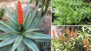 6 Tipi di Aloe Davvero Belle Fantastiche per Decorare il Giardino o il Balcone [upl. by Ilaire]