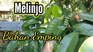 Mengenal pohon melinjo gnetum gnemon bahan baku emping [upl. by Atelahs]