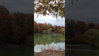 Fall of colours at Grenadier Pond autumncolors autumn [upl. by Retrak]