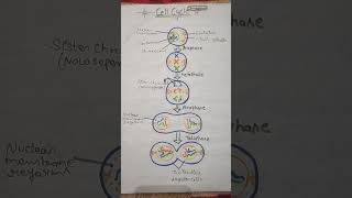 Cell cycle cell shorts youtubeshorts [upl. by Sillig]