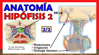 🥇 Anatomía de la HIPÓFISIS 22 Glándula Pituitaria ¡Explicación Sencilla [upl. by Hume196]