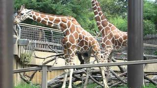 giraffes mating at the zoo [upl. by Crist]