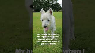 Why is this Westie happy [upl. by Holub]