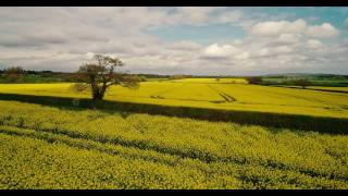 Rapeseed Fields of South Leigh Oxfordshire [upl. by Halehs545]