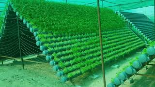 Hydroponic plant of coriander in Rajasthan [upl. by Stevena]