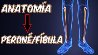 ENTENDÉ LA ANATOMÍA DEL PERONÉFÍBULA EN ESTE VIDEO🦴🦴 [upl. by Engud]