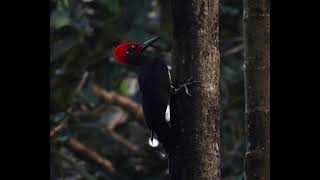 Whitebellied Woodpecker drumming [upl. by Hsejar919]