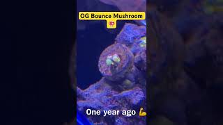 OG Bounce Mushroom reefmushroomcoralsbouncesaltwateraquariumhobbyreefmonkey [upl. by Fabyola]