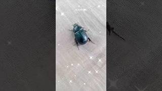 Beetle 🪲 big beetle  beetle Short video  Short beetle 🪲  beetle Insect  beetle Insect videos [upl. by Leba171]