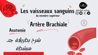 📍 Les vaisseaux sanguins  °Artère brachiale  شرح بطريقة جد مبسّطة للسنة أولى طب [upl. by Akinal]