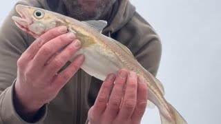 Beach Fishing Pakefield Cod dressed as a whiting [upl. by Arahsit]