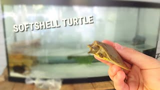 NEW SOFT SHELL TURTLE FOR TURTLE TANK [upl. by Pippas791]