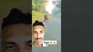 Tiger raningvideosorts [upl. by Uol]