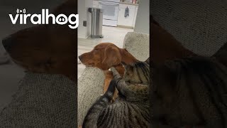 Cat Masseuse Gives Dog a Massage  ViralHog [upl. by Walrath261]