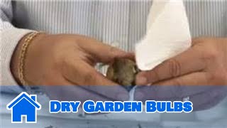 Garden Maintenance  How to Dry Garden Bulbs [upl. by Kondon809]