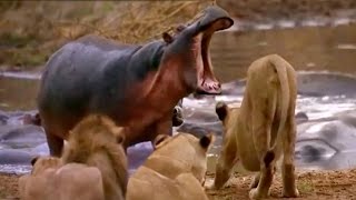 ► Lions Documentary  Full Documentaries National Geographic  Lion vs Hippo  HD [upl. by Annairdna]