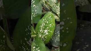 Dieffenbachia plant  growing to cutting  gardening nature  yt short video [upl. by Arua]