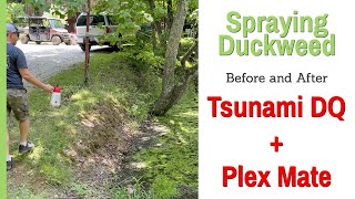 Treating Duckweed with Tsunami DQ [upl. by Anhpad825]