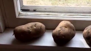 How to Start Seed Potatoes [upl. by Eirlav]