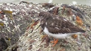 Ruddy Turnstones foraging [upl. by Avictor]