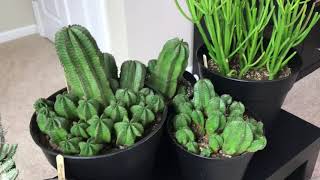 Tips For Care of Euphorbias And Update Of My Euphorbia Collection February 2018 [upl. by Nojel77]