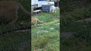 Male cat spraying just after TNR trap neuter release [upl. by Eralcyram]