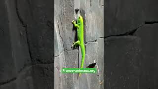 Phelsuma madagascariensis [upl. by Noicnecsa]