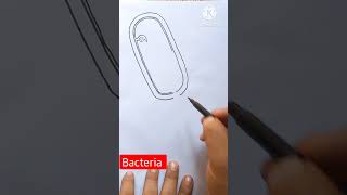 Bacteria diagram easy shorts shyoutubeshorts viral biology drawing viralvideo best draw [upl. by Bethena]