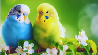 quotThe Colorful Charm of Budgie Parrotsquot Sumon Birds Aviary [upl. by Harrow]