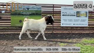 VENDIDO  MACHO PURO SIN PEDIGREE [upl. by Ecaroh309]