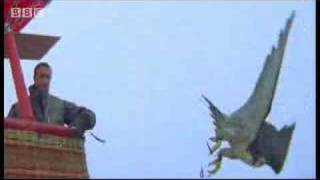 Birds  peregrine falcon dives at 180 mph  Ultimate Killers  BBC wildlife [upl. by Anikehs129]