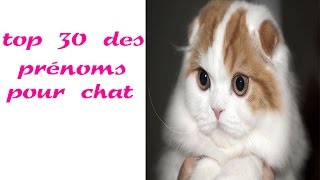 top 30 des prénoms pour chat [upl. by Addia]