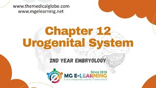 Chapter 12 Urogenital System Embryology [upl. by Ahsercel]