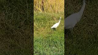 Cattle egret [upl. by Voltz]