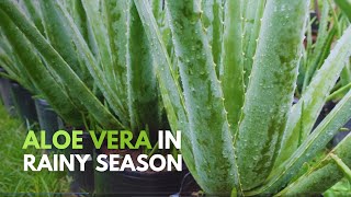 How To Take Care of Aloe vera During The Rainy Season [upl. by Litha219]