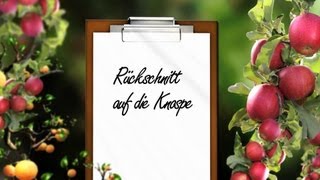 Obstbaumschnitt Der Kurs Theorie Kap 9 Rückschnitt auf die Knospe [upl. by Arotahs645]