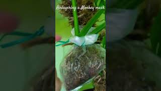 How to airlayer a Monstera monkey mask adansonii [upl. by Dugan878]