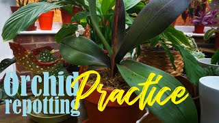 Learning to repot orchid its gone well I would just say simple [upl. by Lebatsirhc162]