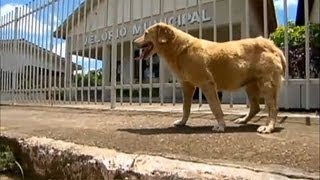 O que houve com a cadela que prevê a morte Veja no Balanço Geral SP [upl. by Ad]